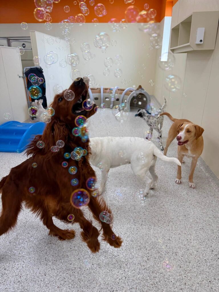 dogs playing with bubbles